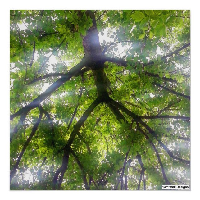 Árboles del Sol (Ohio) - Impresión fotográfica (Frente)