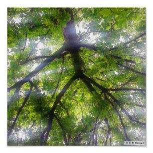 Árboles del Sol (Ohio) - Impresión fotográfica