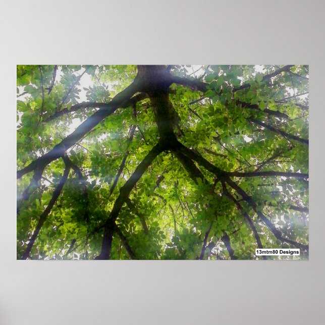 Árboles del Sol (Ohio) - Póster (Frente)