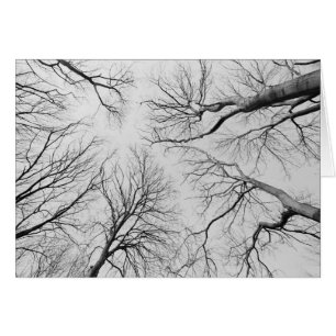 Árboles deshojados en la madera de Thiepval