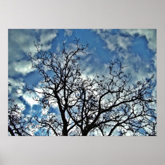 Árboles dramáticos posters del cielo