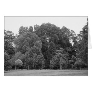 Árboles en Bute Park, Cardiff - BW