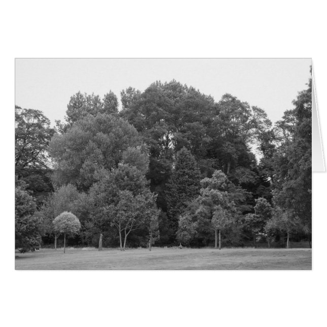 Árboles en Bute Park, Cardiff - BW (Anverso (Horizontal))