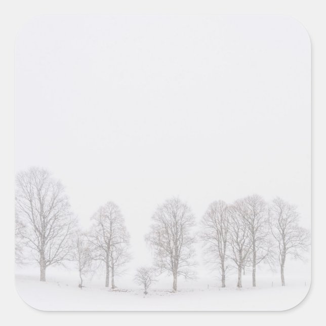 Árboles en invierno en un mundo blanco pegatina (Anverso)