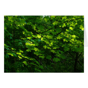 Árboles en la primavera. Bute Park, Cardiff. Gales