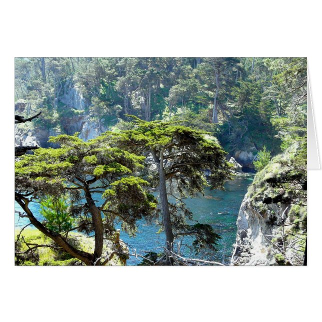 Árboles en Point Lobos (Anverso (Horizontal))