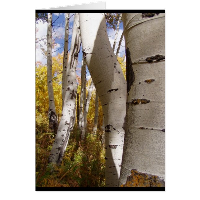 árboles en un agujero jackson (Frente)