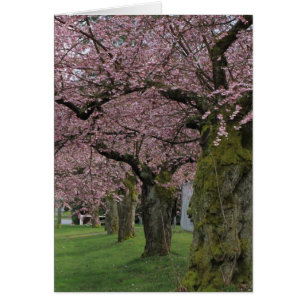 Árboles florecientes de cerezo