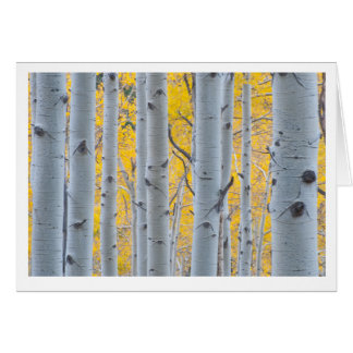 Árboles hermosos de Aspen