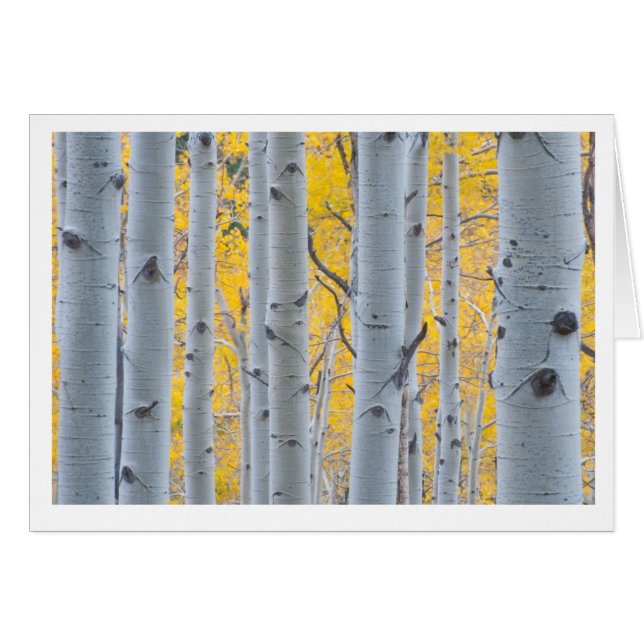 Árboles hermosos de Aspen (Anverso (Horizontal))