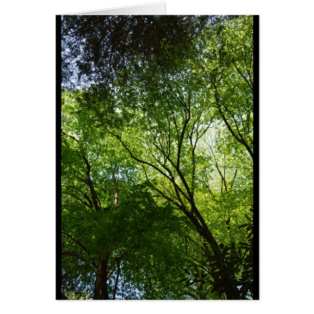 Árboles huecos somnolientos (Frente)