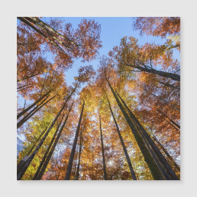 Árboles otoñales empapados en sol (Anverso)