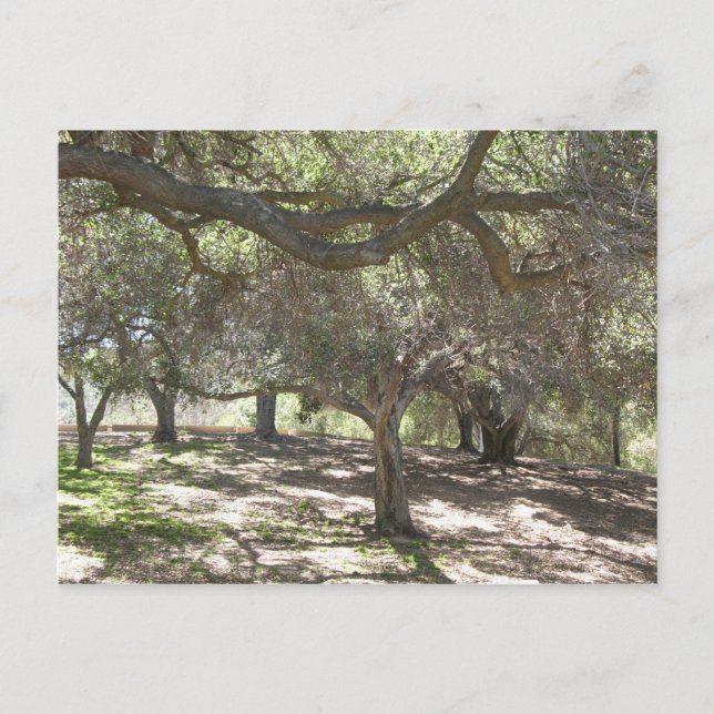 Árboles - postal (Anverso)