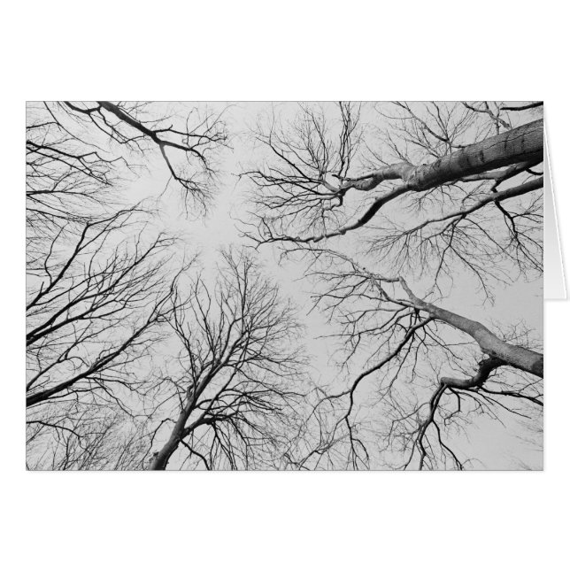 Árboles sin plomo en la madera de Thiepval (Anverso (Horizontal))