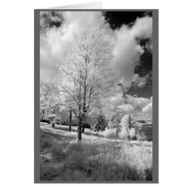 Árboles y paisajes rurales de Nuevo Hampshire (Frente)