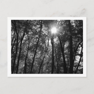 Árboles y sol (1) postal