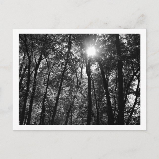 Árboles y sol (1) postal (Anverso)