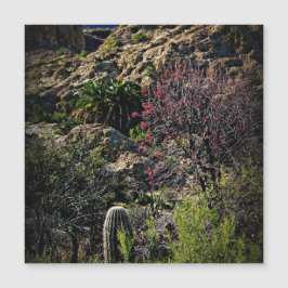 Arboreto de Boyce Thompson