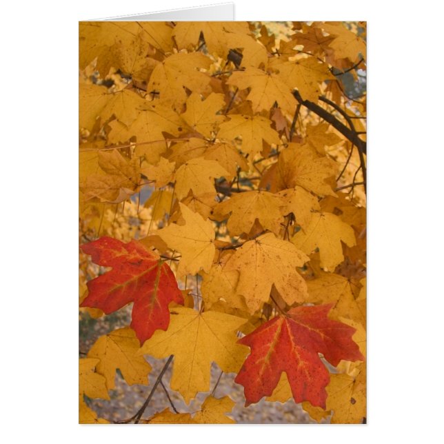 Arce de la Florida en otoño (Frente)