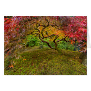 Arce japonés en color de otoño