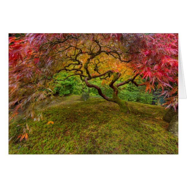 Arce japonés en color de otoño (Anverso (Horizontal))