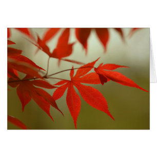 Arce rojo