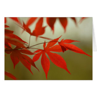 Arce rojo