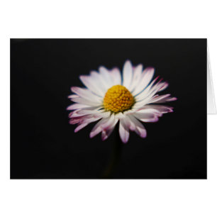 Arco gccn común de Daisy1