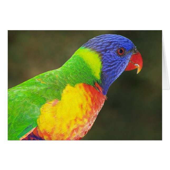 Arco iris Lorikeet (Anverso (Horizontal))