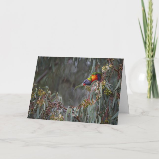 Arco iris Lorikeet en tarjeta de felicitación en (Anverso)