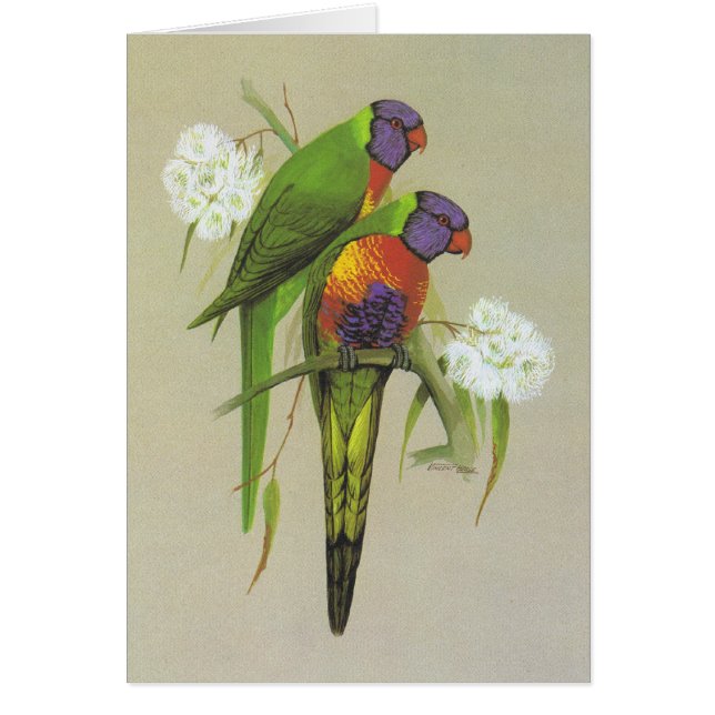 Arco iris Lorikeet - haematodus del Trichoglossus (Frente)