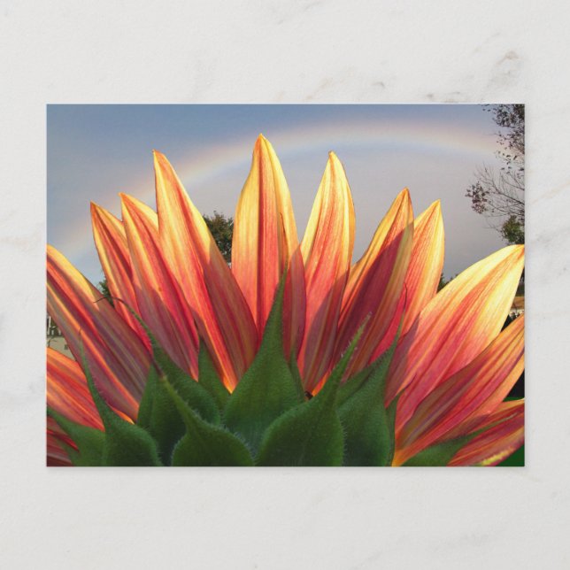 Arcoiris girasol ~ postal (Anverso)