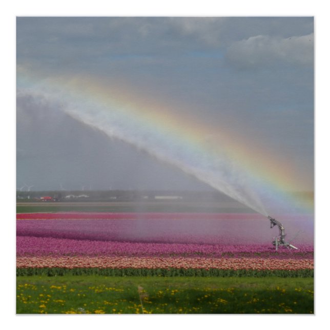 Arcoiris sobre el Poster del campo Tulips (Anverso)