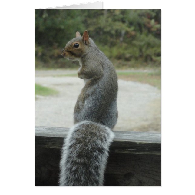 ardilla (Frente)