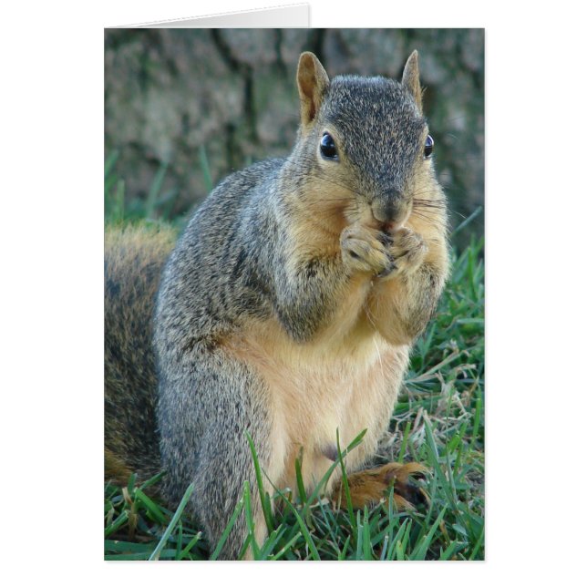 Ardilla Adorable (Frente)