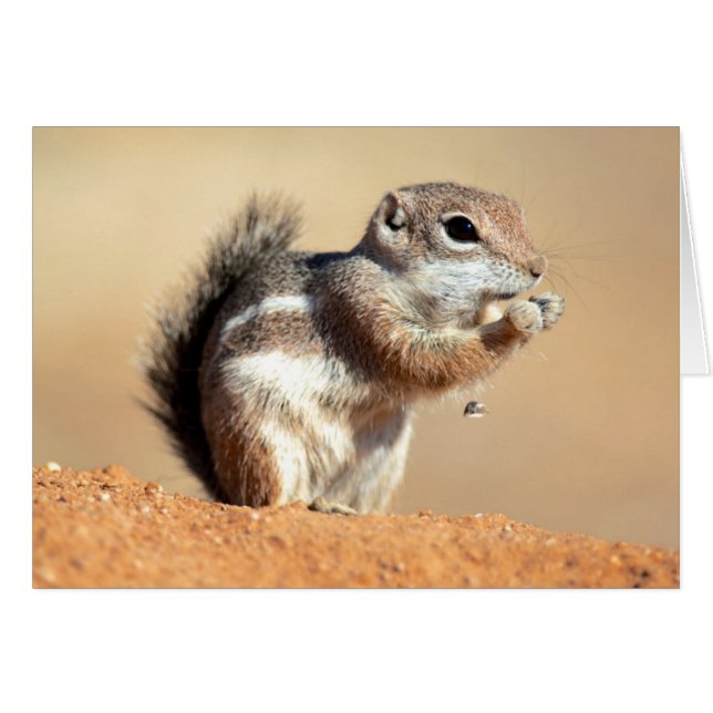 ardilla antílope de Harris (Ammospermophilus) (Anverso (Horizontal))