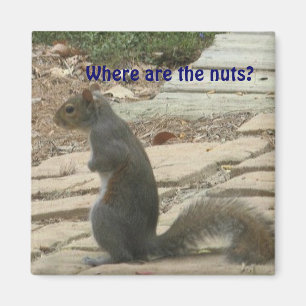 Ardilla CA-Divertida que busca el imán Nuts