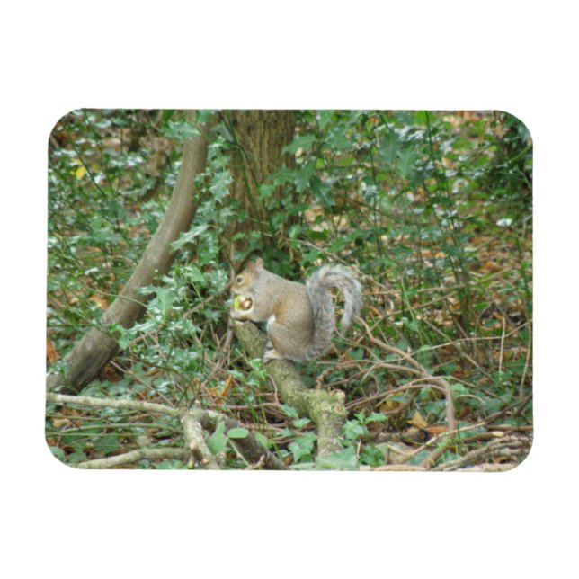 Ardilla con imán Acorn Premium (Horizontal)