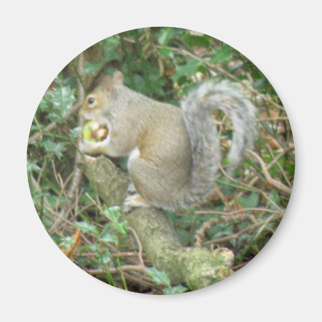 Ardilla con imán de maíz (Frente)