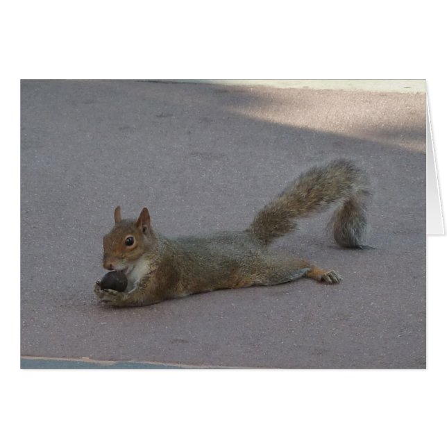 Ardilla con su nuez (Anverso (Horizontal))