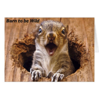 Ardilla conmocionada