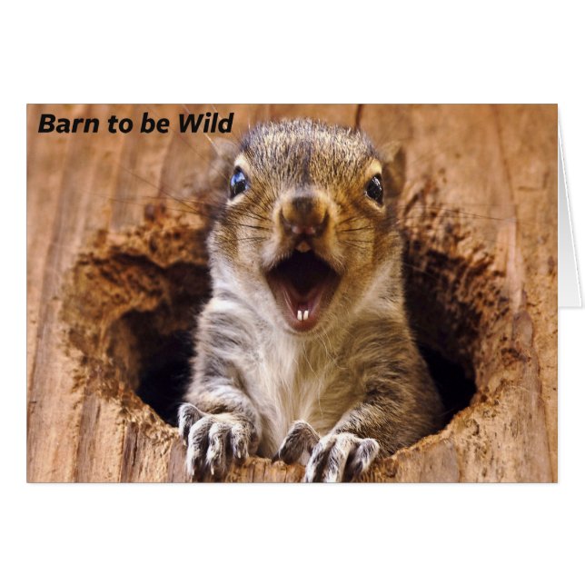 Ardilla conmocionada (Anverso (Horizontal))