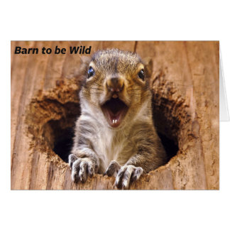 Ardilla conmocionada