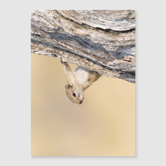 Ardilla de árbol (Anverso)