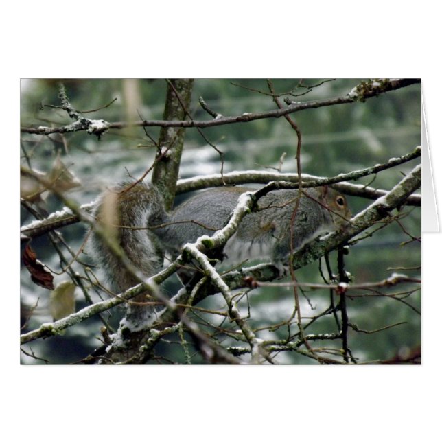 Ardilla de Invierno (Anverso (Horizontal))