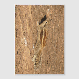 Ardilla de palma india en un tronco de árbol