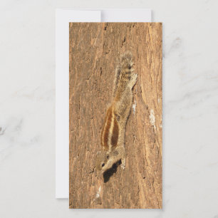 Ardilla de palma india en un tronco de árbol