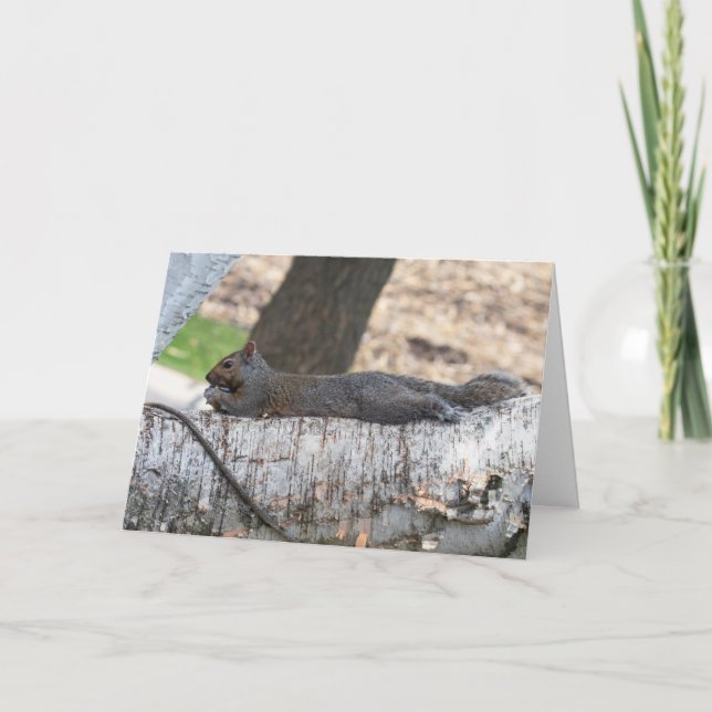 ardilla de tarjetas de felicitación en blanco (Anverso)