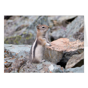 Ardilla de Tierra de Manto Dorado en Glacier II