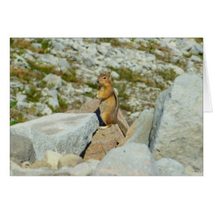 Ardilla de tierra de manto dorado en Mount Rainier